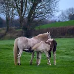 The Piggery Tipperary - Snore By The Nore