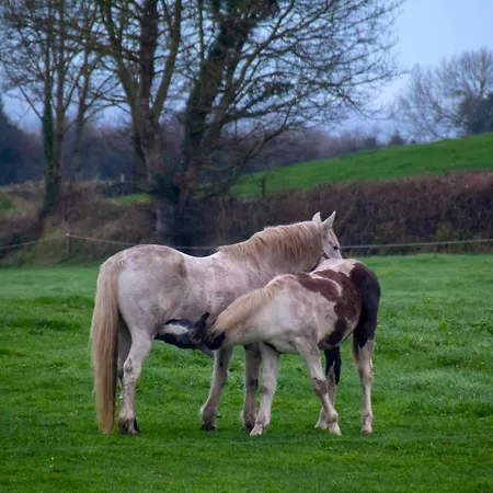 Lejlighed The Piggery Tipperary - Snore By The Nore Clonakenny (Tipperary)