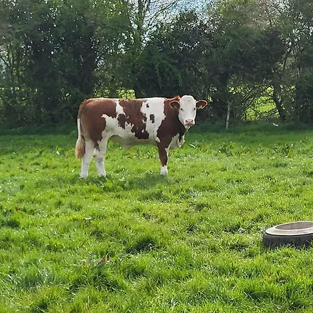 The Piggery Tipperary - Snore By The Nore Lejlighed *