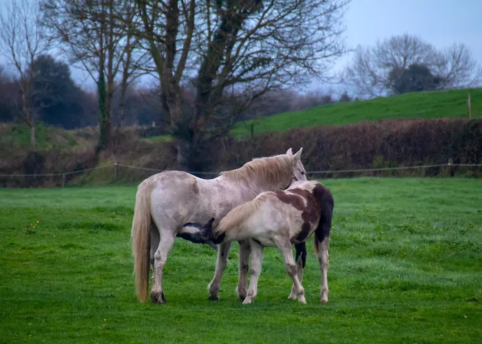 شقة The Piggery Tipperary - Snore By The Nore Clonakenny (Tipperary)